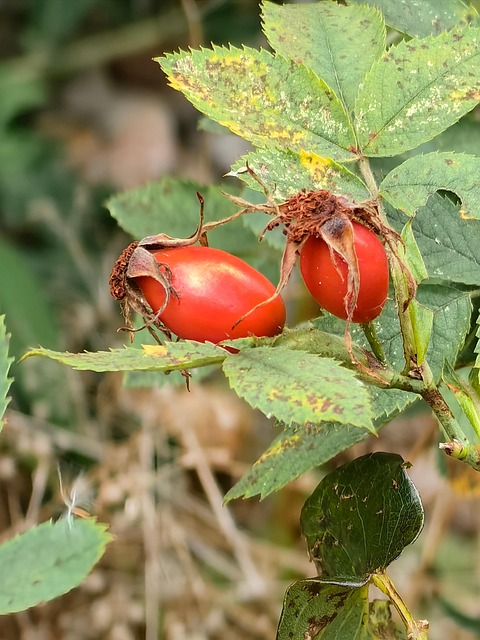 Free Nature Natural photo and picture