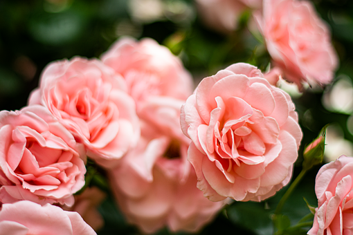 Free Roses Pink Flowers illustration and picture