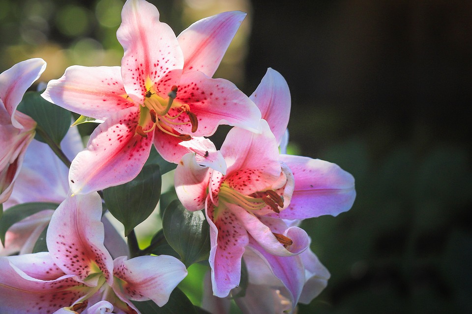 Tiger Lily Flowers Plant Free photo on Pixabay Pixabay