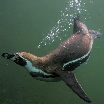 Vogel, Pinguin, Vogelkunde, Spezies