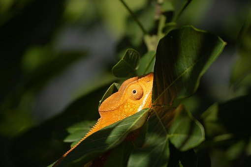 Natureza, Floresta, Animal