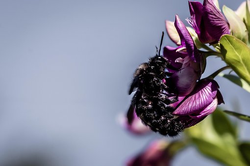 Insekt, Violet Tømrerbi, Bestøvning, Bi