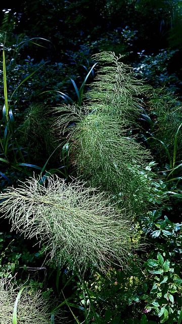 Hutan Padang Rumput Hijau - Foto gratis di Pixabay - Pixabay