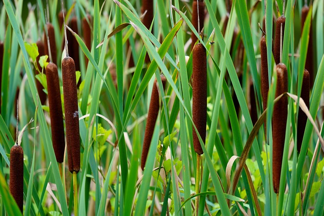 Free Reeds Cattails photo and picture