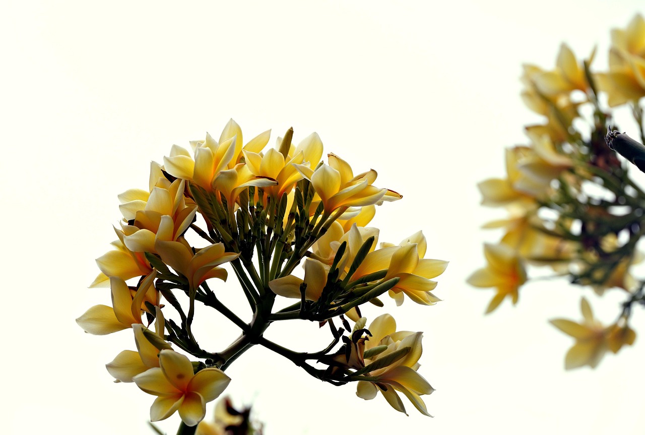 Plumeria Flower Frangipani Free photo on Pixabay Pixabay