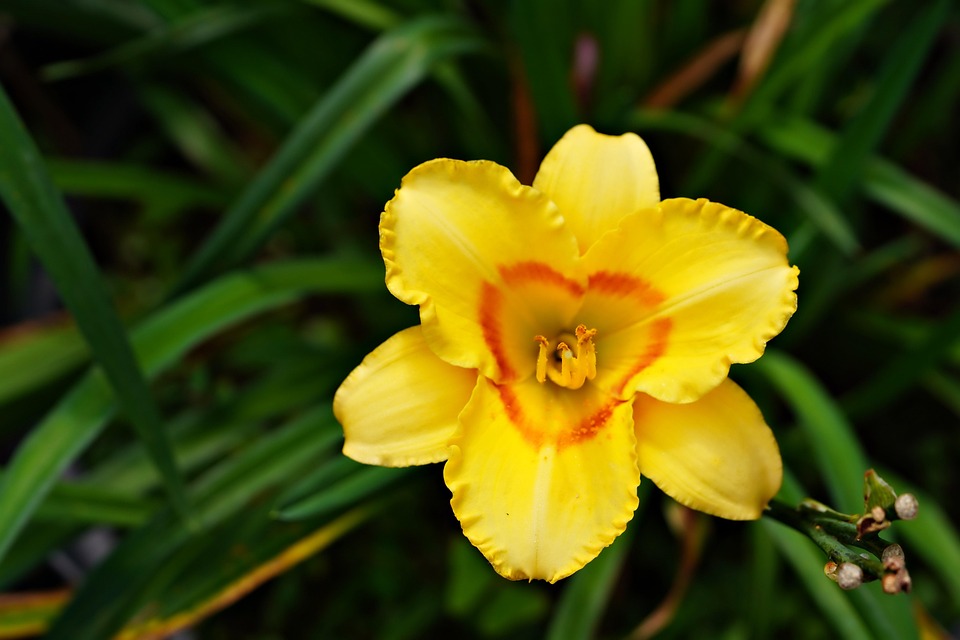 黄花菜 花 植物群 - Pixabay上的免费照片 - Pixabay
