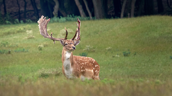 Free Fallow Deer Deer photo and picture