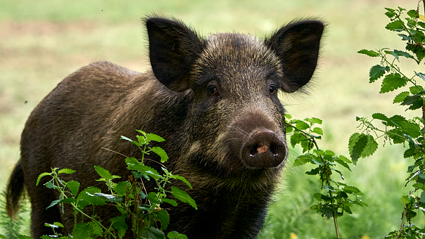 Free Boar Pig photo and picture