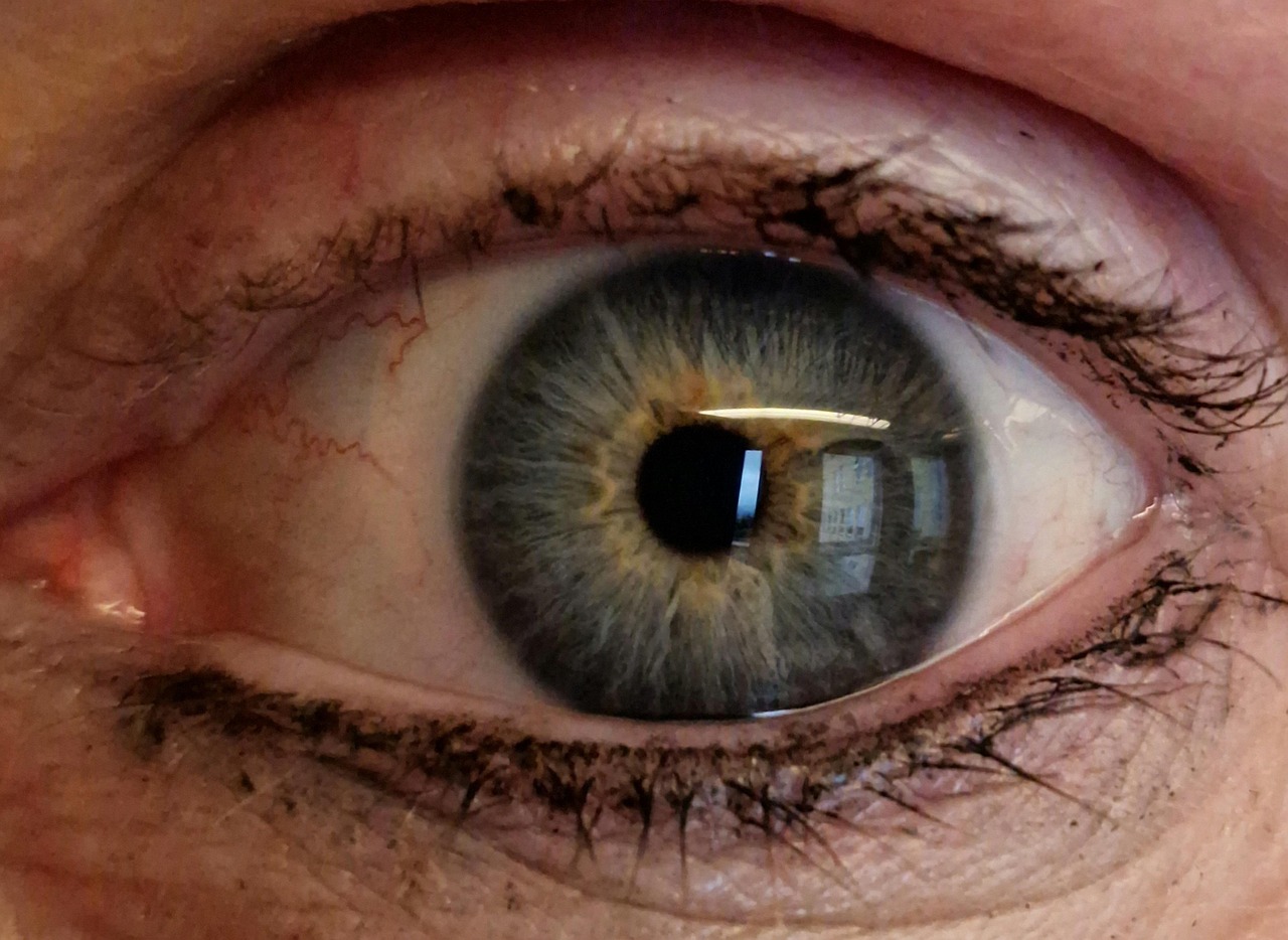 Blue Eyes Yellow Center Free photo on Pixabay Pixabay