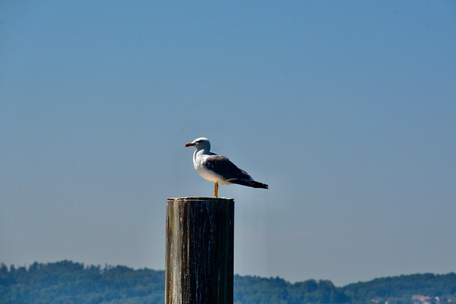 Free Gull Bird photo and picture