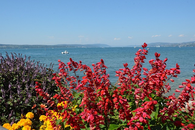 Free Lake Constance Mainau photo and picture