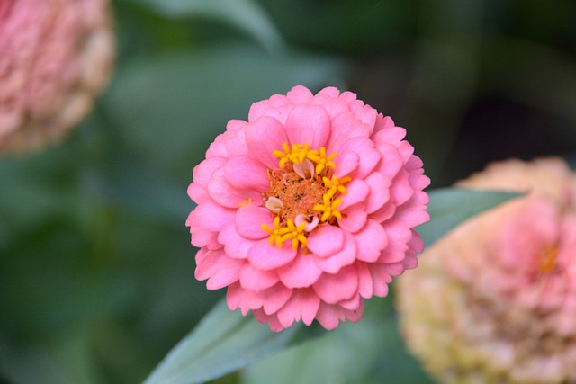 Free Flower Nature photo and picture