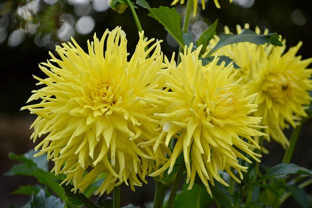 Free Flower Dahlia photo and picture