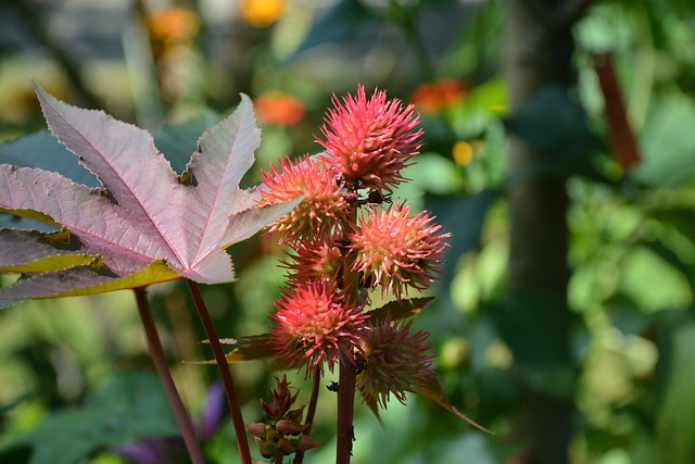 Free Mainau Nature photo and picture