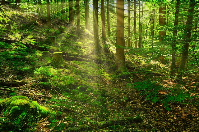 Palatinat, Pădurea Palatinat, Pădure
