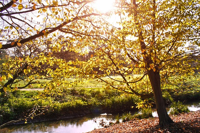Free Sun Fall photo and picture