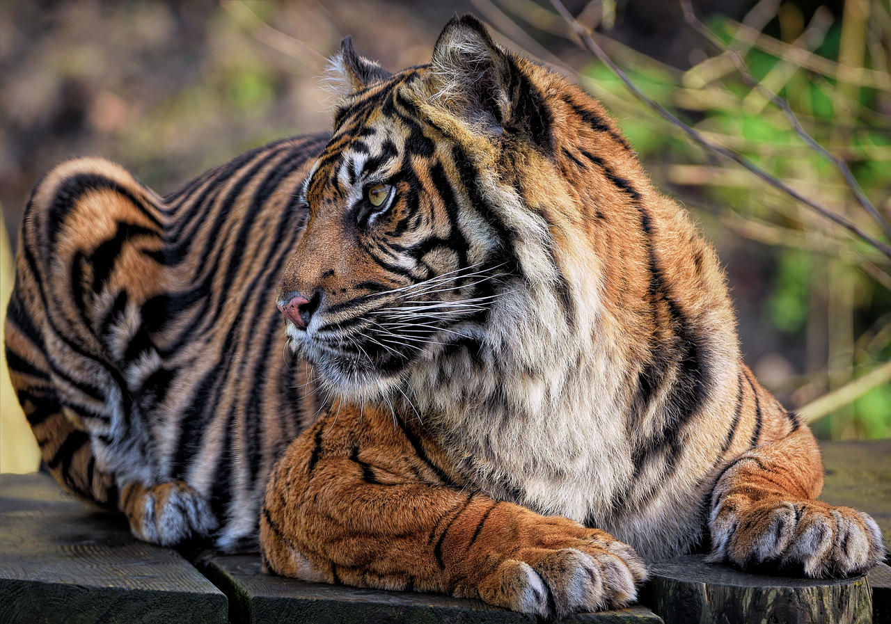 Tigre De Sumatra Branco Tigre De Sumatra Foto Premium