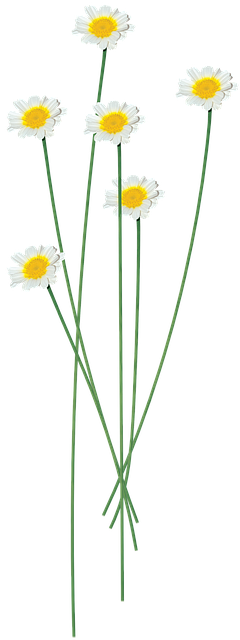 Free Flowers White Flowers illustration and picture