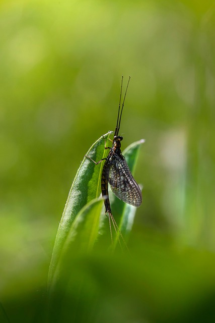 Mayfly Bug Grass - Free photo on Pixabay - Pixabay