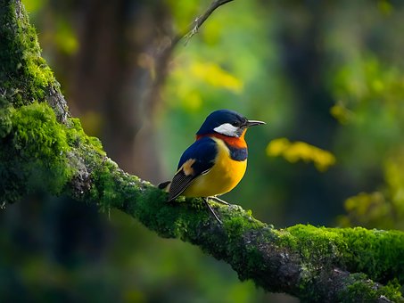 Ai Generado, Pájaro, Animal, Plumas