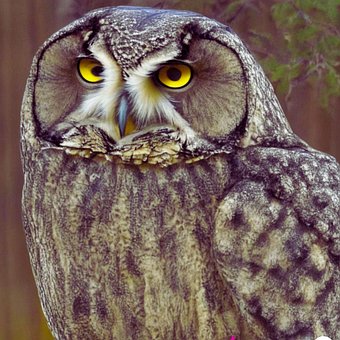 Free Bird Animal photo and picture