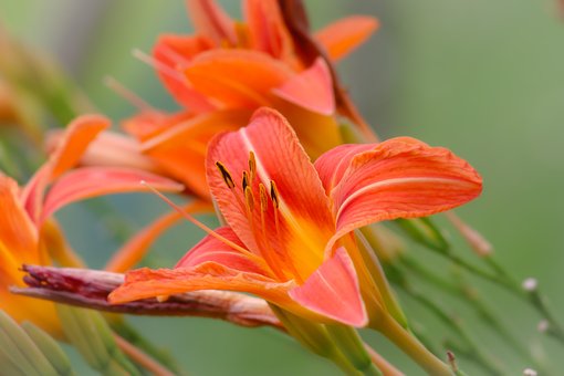 Daylily, Floare, Plantelor, Crin