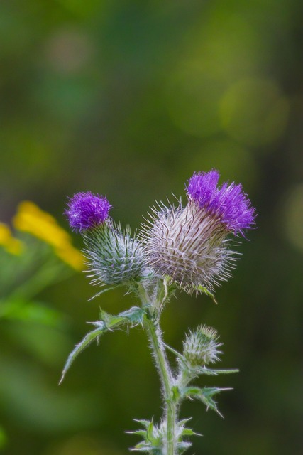 Ciulin, Floare, Plantelor, Petale, Bloom