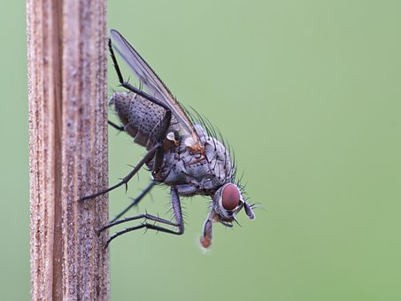 Fliege, Insekt, Käfer, Insekt