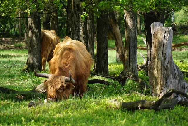 Highlander, Natureza, Animais, Animal