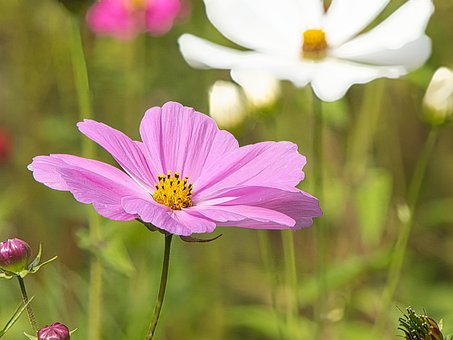 Free Cosmos Flower photo and picture
