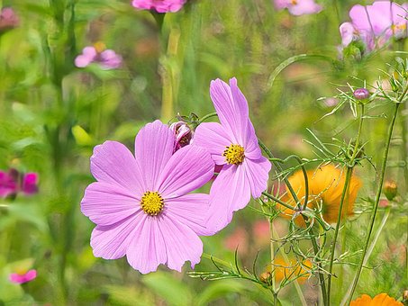 Free Field Of Flowers Pink photo and picture