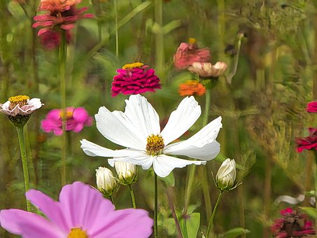Free Field Of Flowers Nature photo and picture