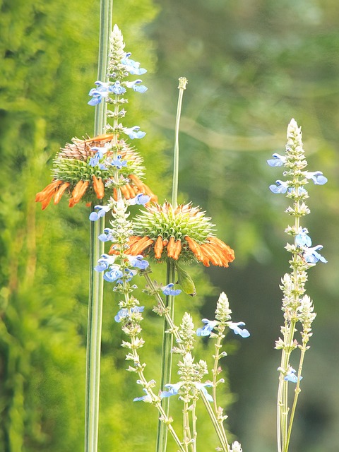 Free Field Of Flowers Nature photo and picture