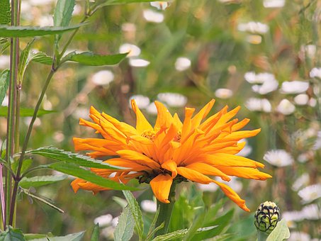 Free Flowers Field Of Flowers photo and picture
