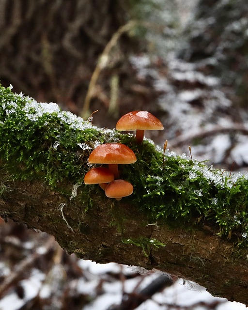 Free Fungi Edible photo and picture