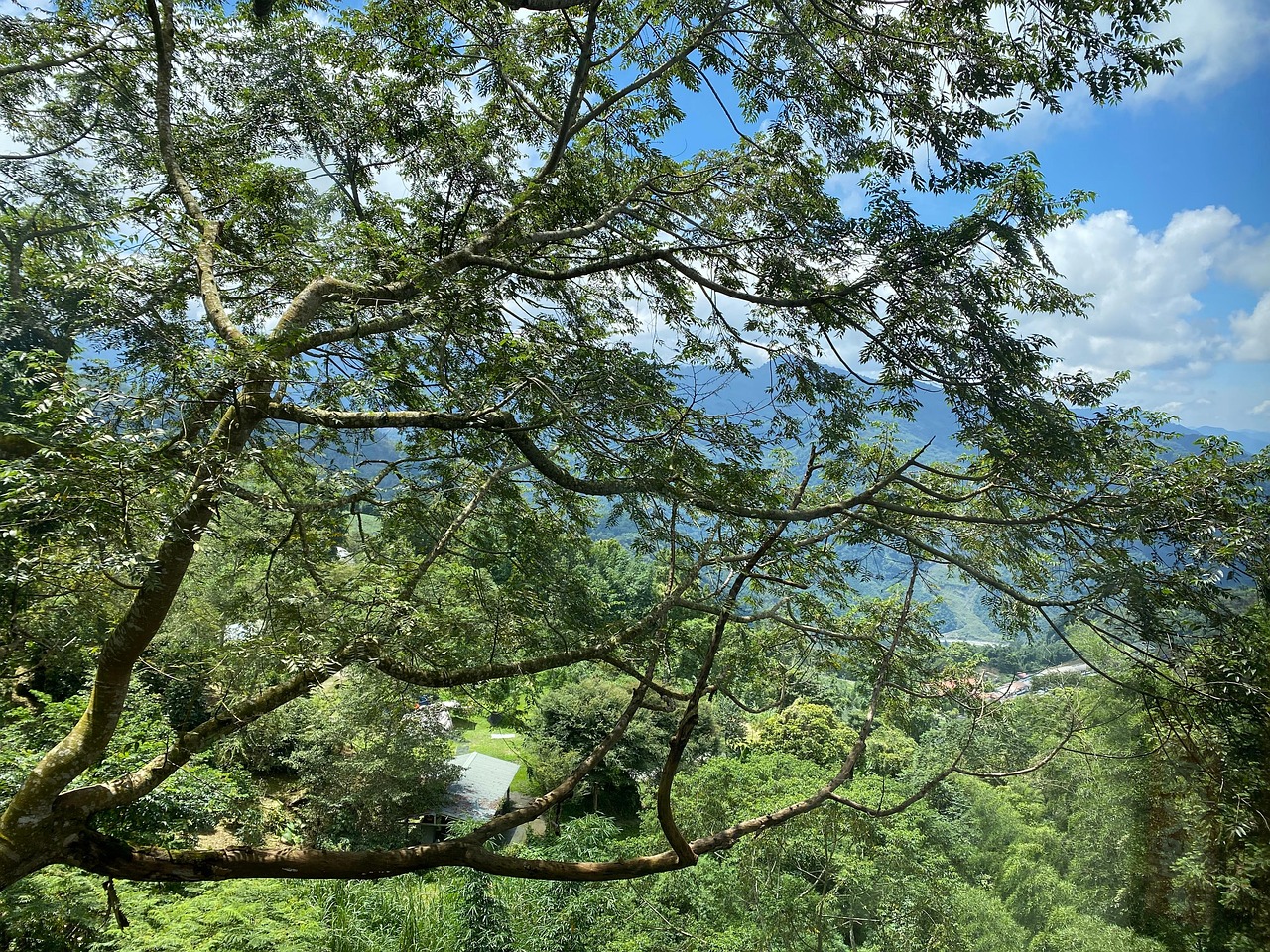 Des Arbres Relaxer Naturel Boire - Photo gratuite sur Pixabay - Pixabay