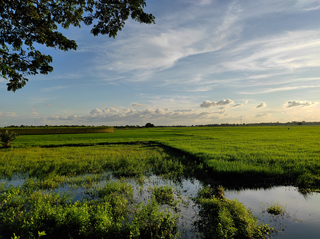 Bangladesh, Dorp, Woud, Landschap