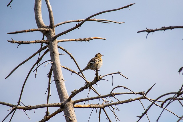 Vogel, Boom, Dieren In Het Wild, Natuur