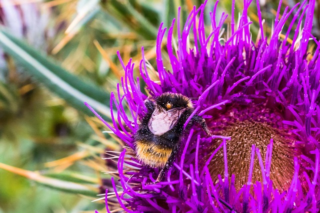 Blomst, Insekt, Humlebi, Pollen