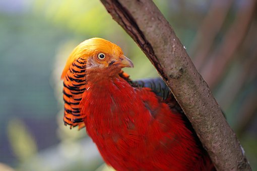 Fasan, Goldener Fasan, Vogel, Tier