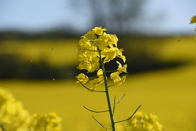 Blume, Pflanze, Bienen, Insekten