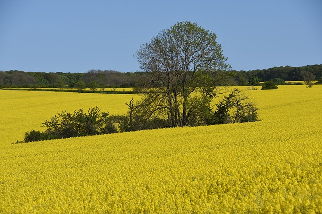Blumen, Feld, Wiese, Pflanze