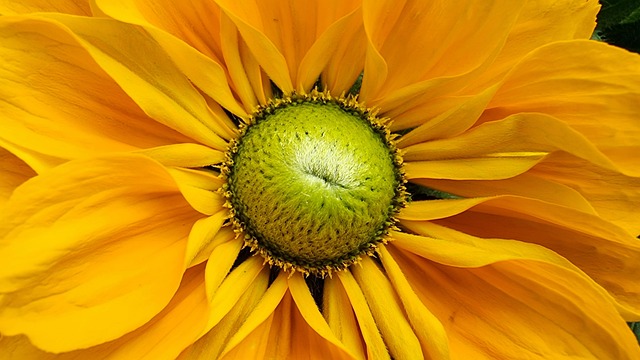 Květ, Žlutý Květ, Rudbeckia, Bloom