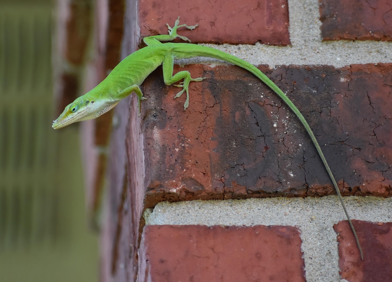 Gecko - free online jigsaw puzzle photo