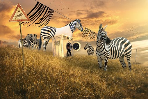 Free Zebra Animal photo and picture