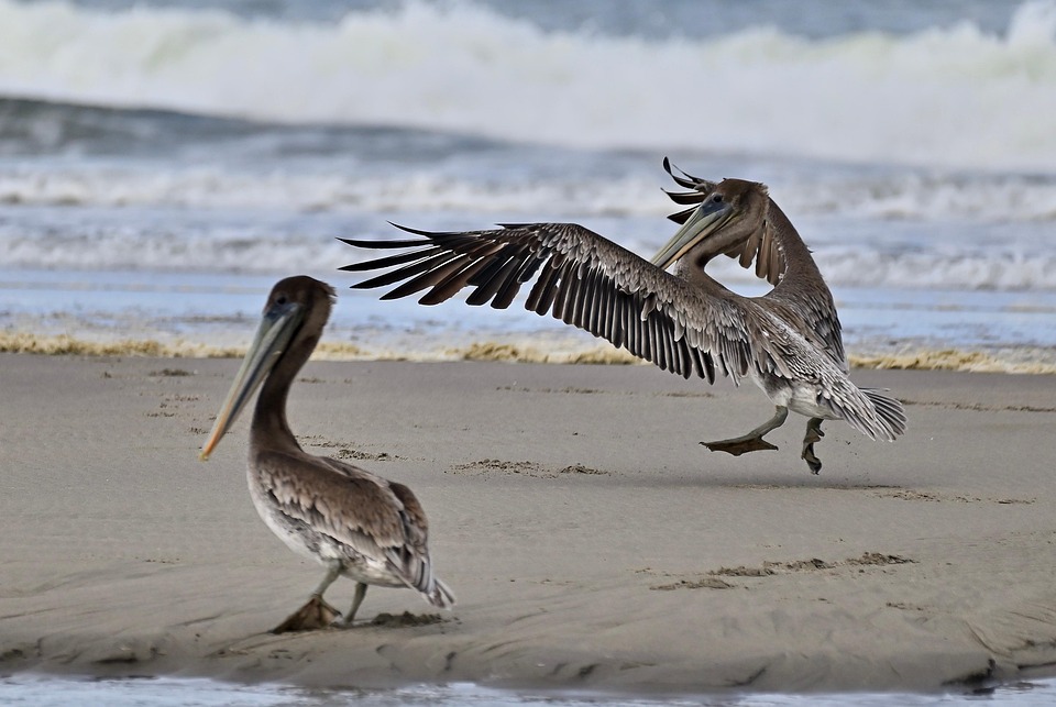 California Brown Pelican Pelicans - Free photo on Pixabay