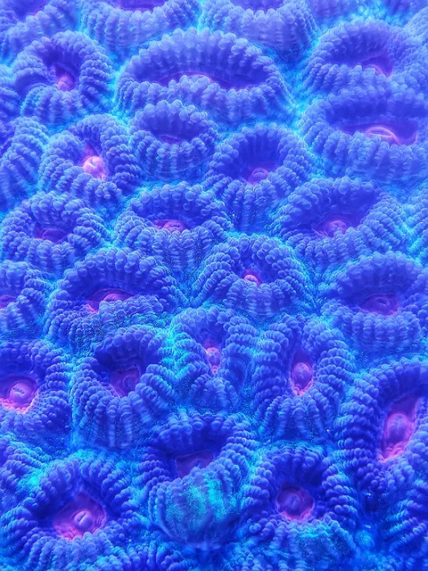Free corals underwater sea illustration