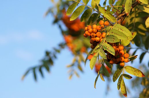 Baum, Natur, Vogelbeere, Eberesche