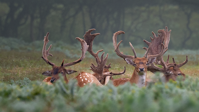 Free deer fallow deer forest illustration
