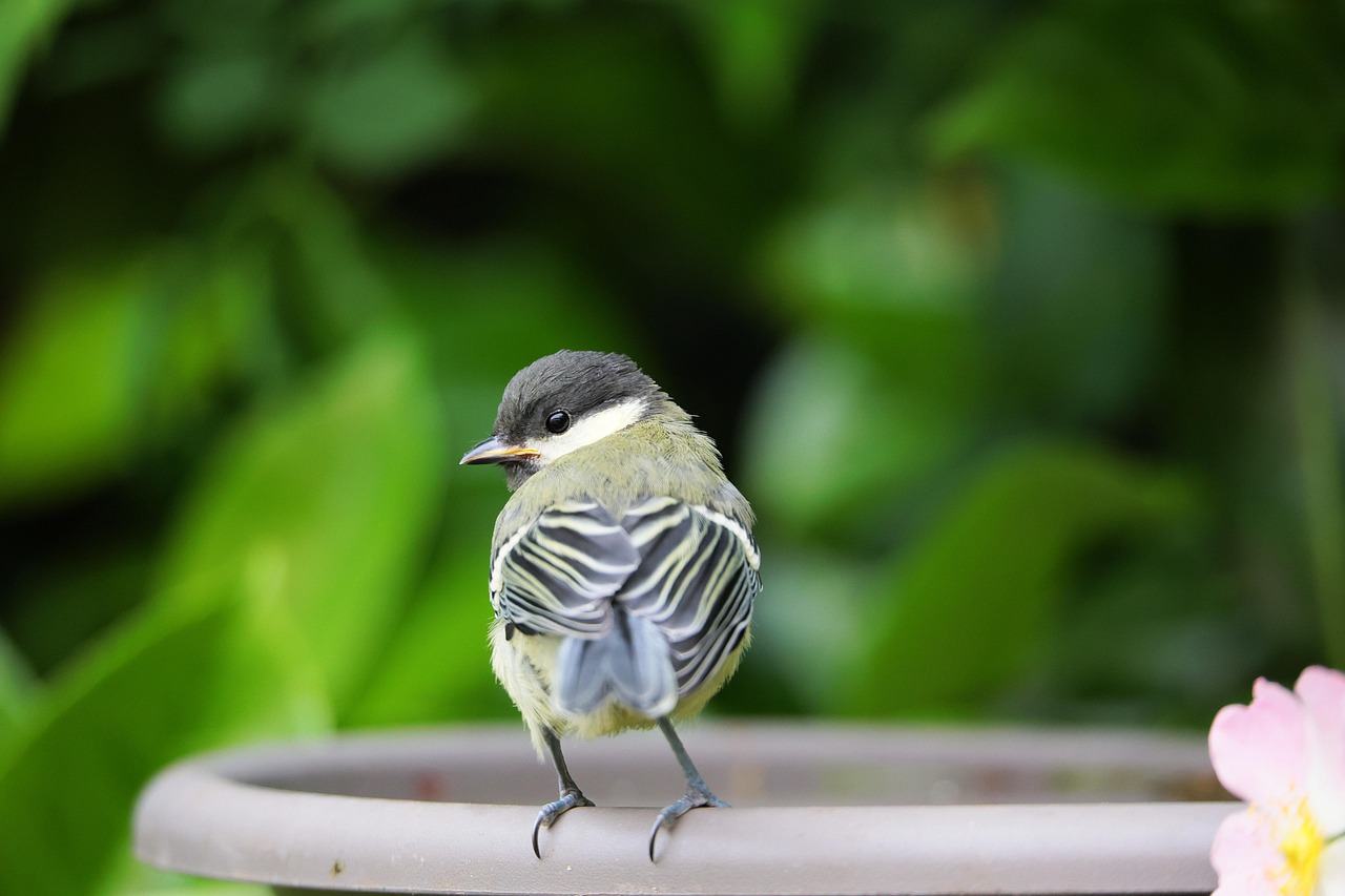 Great Tit Bird Free Photo On Pixabay Pixabay great-tit-bird-free-photo-on-pixabay-pixabay